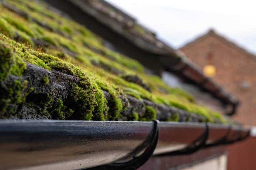 Gutter Cleaning