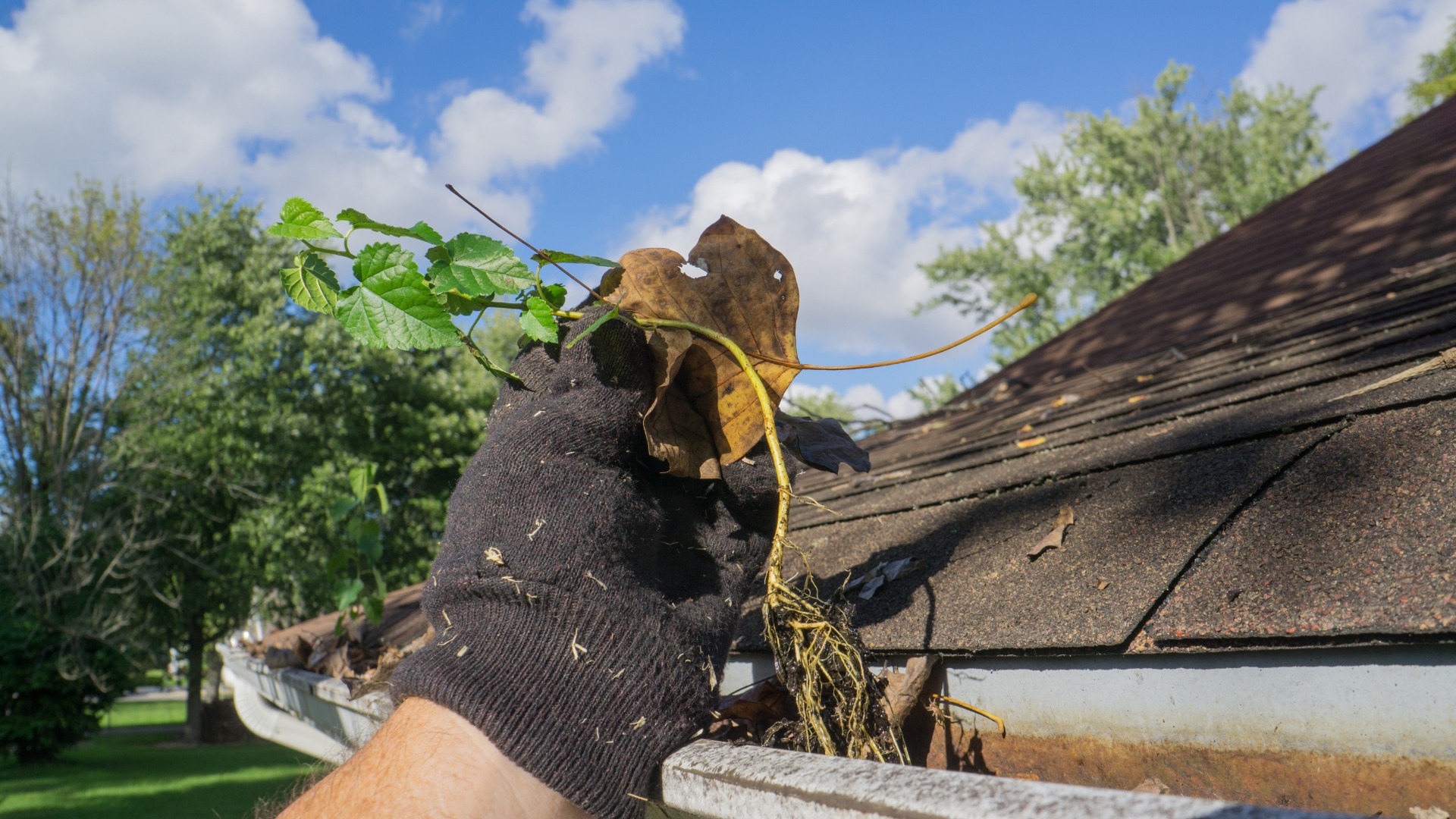 Gutter Cleaning Services